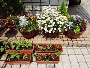 朝顔