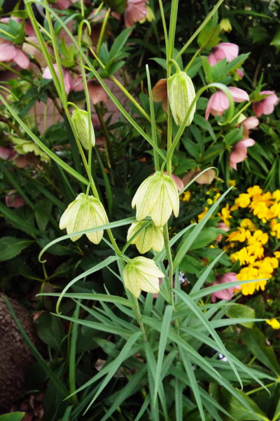 flower bed