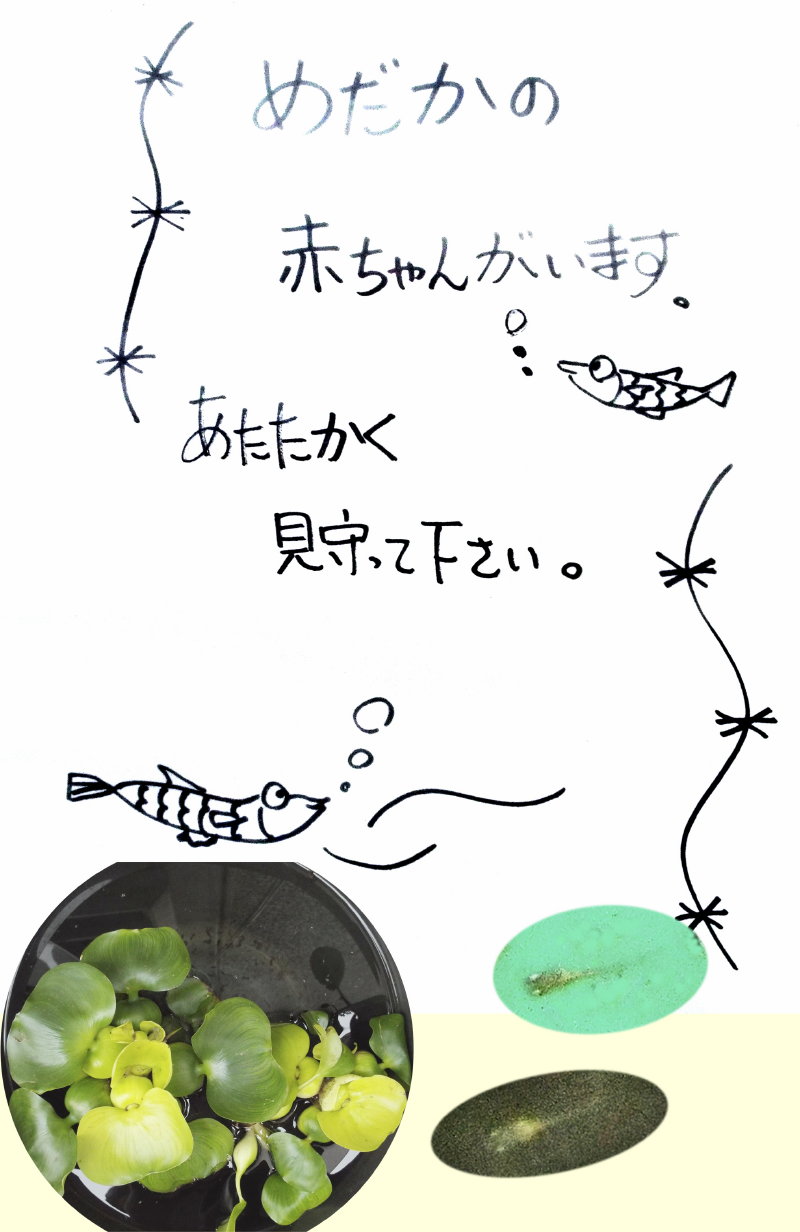 めだかの子
