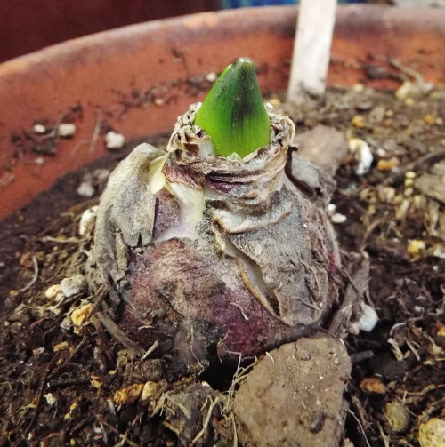 Hyacinth