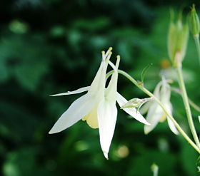 aquilegia/columbine